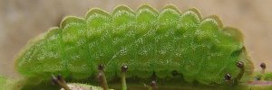 Leptotes plinius pseudocassius - Final Larvae